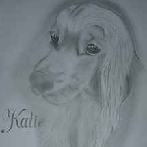 Spaniel Portrait Pencil